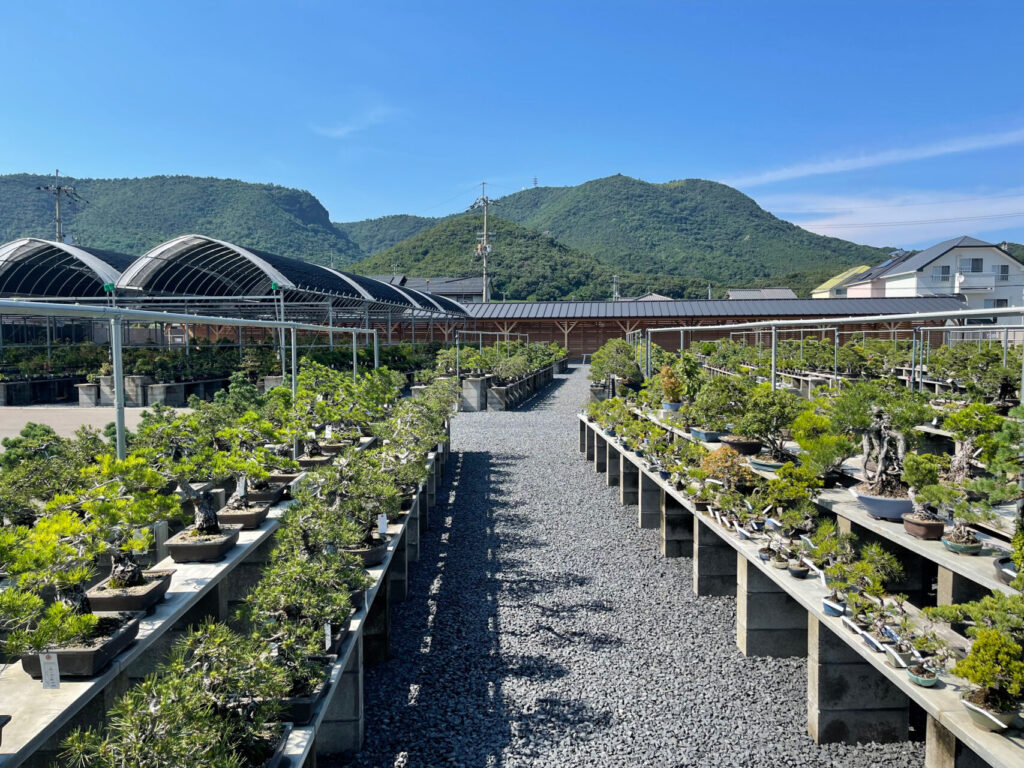 THE BONSAI】松盆栽のシェア国内トップの名産地。～香川県高松市